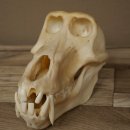 Babbuino Babbuino Teschio Scimmia Lunghezza 22 cm Babbuino con certificato di provenienza