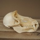 Babbuino Babbuino Teschio Scimmia Lunghezza 22 cm Babbuino con certificato di provenienza