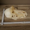 Babbuino Babbuino Teschio Scimmia Lunghezza 22 cm Babbuino con certificato di provenienza