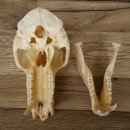 Babbuino Babbuino Teschio Scimmia Lunghezza 22 cm Babbuino con certificato di provenienza