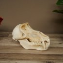 Babbuino Babbuino Teschio Scimmia Lunghezza 22 cm Babbuino con certificato di provenienza