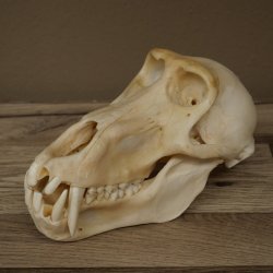 Babbuino Babbuino Teschio Scimmia Lunghezza 22 cm Babbuino con certificato di provenienza