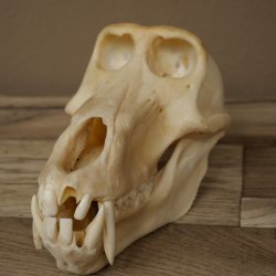 Babbuino Babbuino Teschio Scimmia Lunghezza 22 cm Babbuino con certificato di provenienza