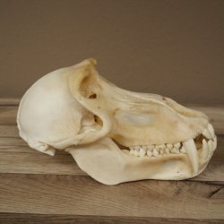 Babbuino Babbuino Teschio Scimmia Lunghezza 22 cm Babbuino con certificato di provenienza