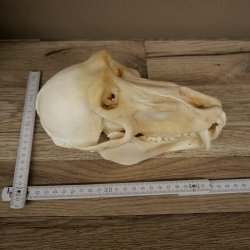 Babbuino Babbuino Teschio Scimmia Lunghezza 22 cm Babbuino con certificato di provenienza