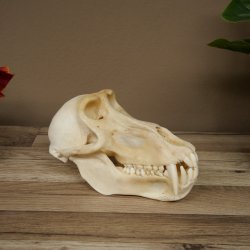 Babbuino Babbuino Teschio Scimmia Lunghezza 22 cm Babbuino con certificato di provenienza