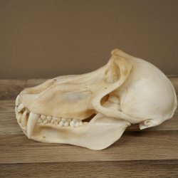 Babbuino Babbuino Teschio Scimmia Lunghezza 22 cm Babbuino con certificato di provenienza