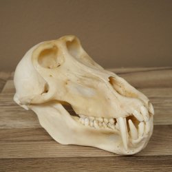 Babbuino Babbuino Teschio Scimmia Lunghezza 22 cm Babbuino con certificato di provenienza