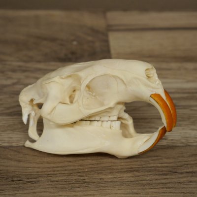 Nutria skull, little skull, skull trophy