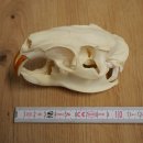 Nutria skull, little skull, skull trophy