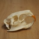 Nutria skull, little skull, skull trophy