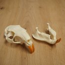 Nutria skull, little skull, skull trophy