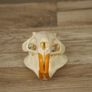 Nutria skull, little skull, skull trophy