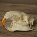 Nutria skull, little skull, skull trophy