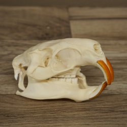 Nutria skull, little skull, skull trophy