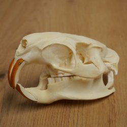 Nutria skull, little skull, skull trophy