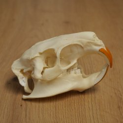 Nutria skull, little skull, skull trophy