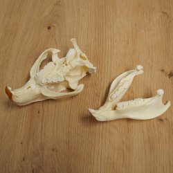 Nutria skull, little skull, skull trophy