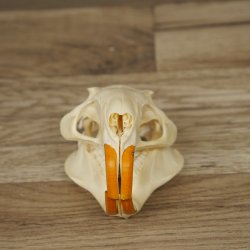 Nutria skull, little skull, skull trophy
