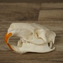 Nutria Skull, Small Skull, Skull Trophy 62.100.42