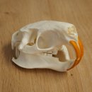 Nutria Skull, Small Skull, Skull Trophy 62.100.42