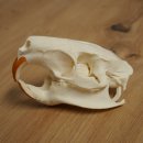 Nutria-schedel, schedeltje, schedeltrofee 62.100.42