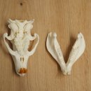 Nutria-schedel, schedeltje, schedeltrofee 62.100.42