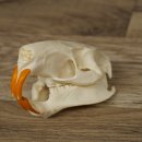 Nutria-schedel, schedeltje, schedeltrofee 62.100.42