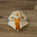 Nutria-schedel, schedeltje, schedeltrofee 62.100.42