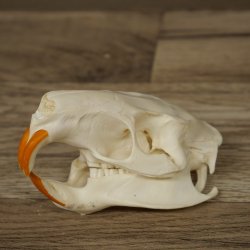 Nutria-schedel, schedeltje, schedeltrofee 62.100.42