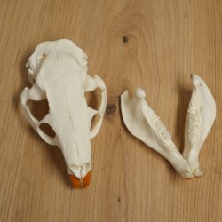 Nutria-schedel, schedeltje, schedeltrofee 62.100.42