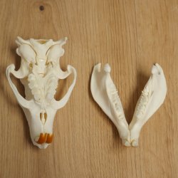 Nutria-schedel, schedeltje, schedeltrofee 62.100.42