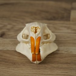 Nutria-schedel, schedeltje, schedeltrofee 62.100.42