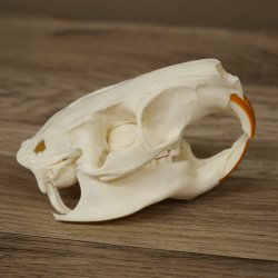 Nutria-schedel, schedeltje, schedeltrofee 62.100.42