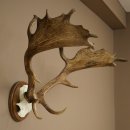 Fallow deer antlers, height 76 cm Fallow deer antlers...