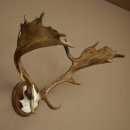 Fallow deer antlers, height 76 cm Fallow deer antlers...