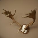 Damhertgewei hoogte 76 cm Damhert hertengewei gesneden schild 72.545