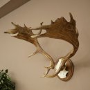 Damhertgewei hoogte 76 cm Damhert hertengewei gesneden schild 72.545