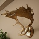 Damhertgewei hoogte 76 cm Damhert hertengewei gesneden schild 72.545