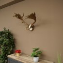 Damhertgewei hoogte 76 cm Damhert hertengewei gesneden schild 72.545