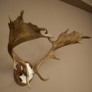 Damhertgewei hoogte 76 cm Damhert hertengewei gesneden schild 72.545