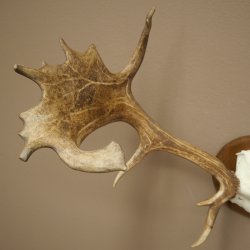 Damhertgewei hoogte 76 cm Damhert hertengewei gesneden schild 72.545