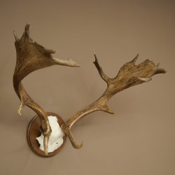 Damhertgewei hoogte 76 cm Damhert hertengewei gesneden schild 72.545