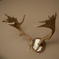 Damhertgewei hoogte 76 cm Damhert hertengewei gesneden schild 72.545