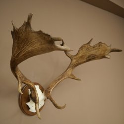 Damhertgewei hoogte 76 cm Damhert hertengewei gesneden schild 72.545