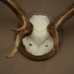 Damhertgewei hoogte 76 cm Damhert hertengewei gesneden schild 72.545