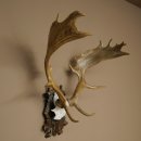 Fallow deer antlers, height 76 cm Fallow deer antlers...