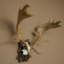 Fallow deer antlers, height 76 cm Fallow deer antlers carved shield 72.545