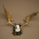 Fallow deer antlers, height 76 cm Fallow deer antlers carved shield 72.545