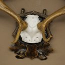 Fallow deer antlers, height 76 cm Fallow deer antlers carved shield 72.545
